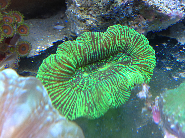 Trachyphyllia geoffroyi Vert Metal